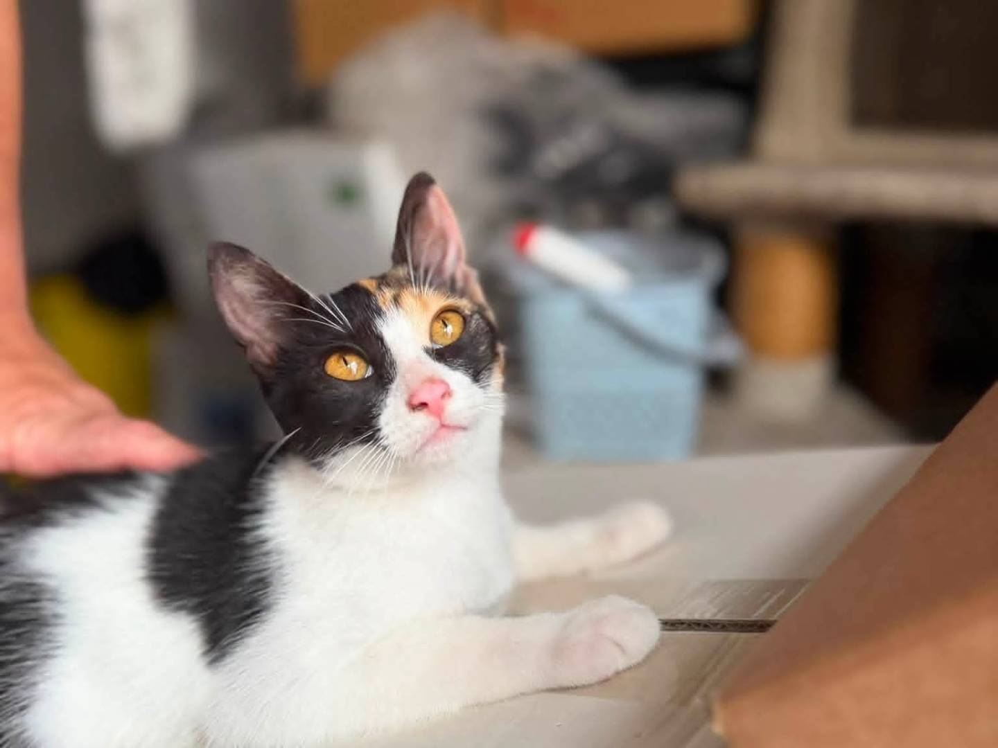 Adotta un gatto, femmina, 2 mesi, Caserta