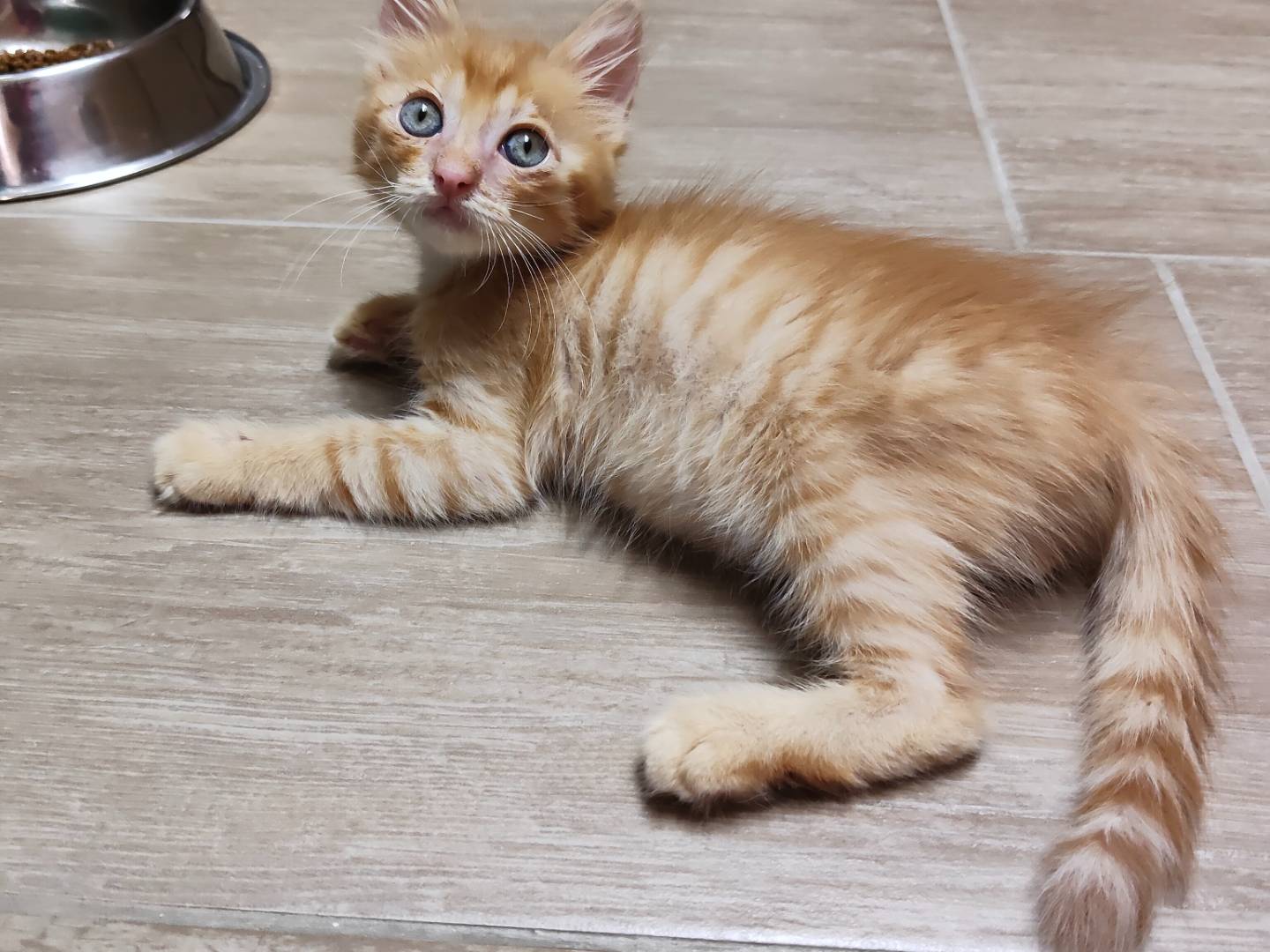 Adozione gatto, maschio, Razza sconosciuta Razza sconosciuta, 2 mesi, taglia non valida, Monza