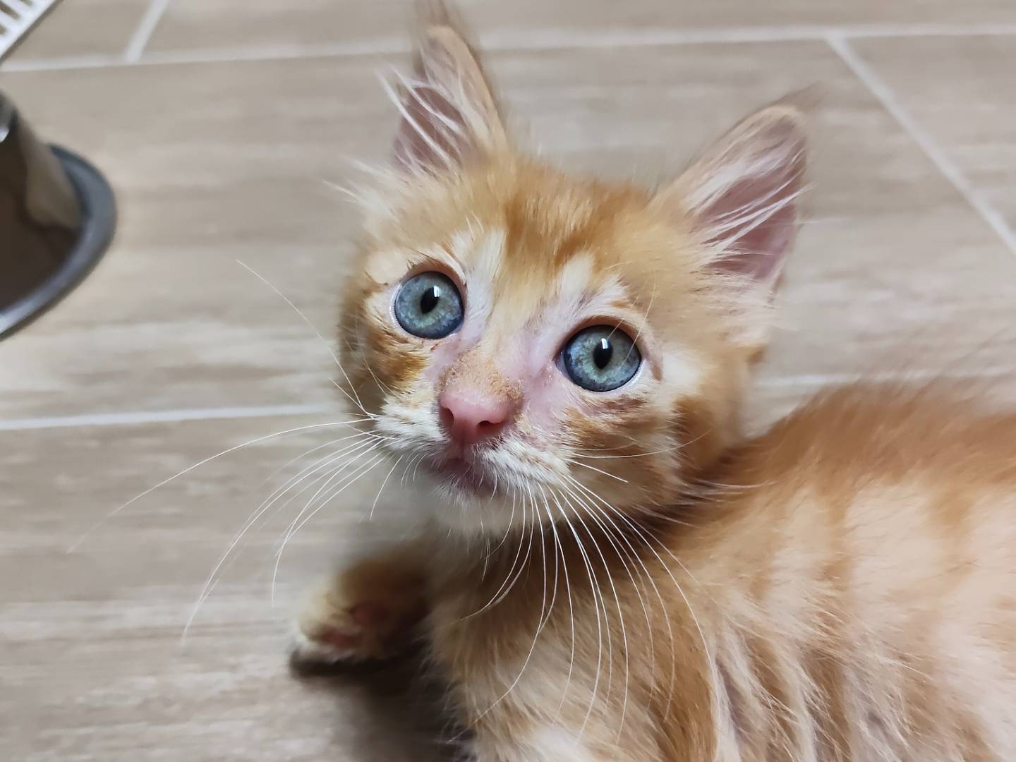 Adotta un gatto, maschio, 2 mesi, Monza