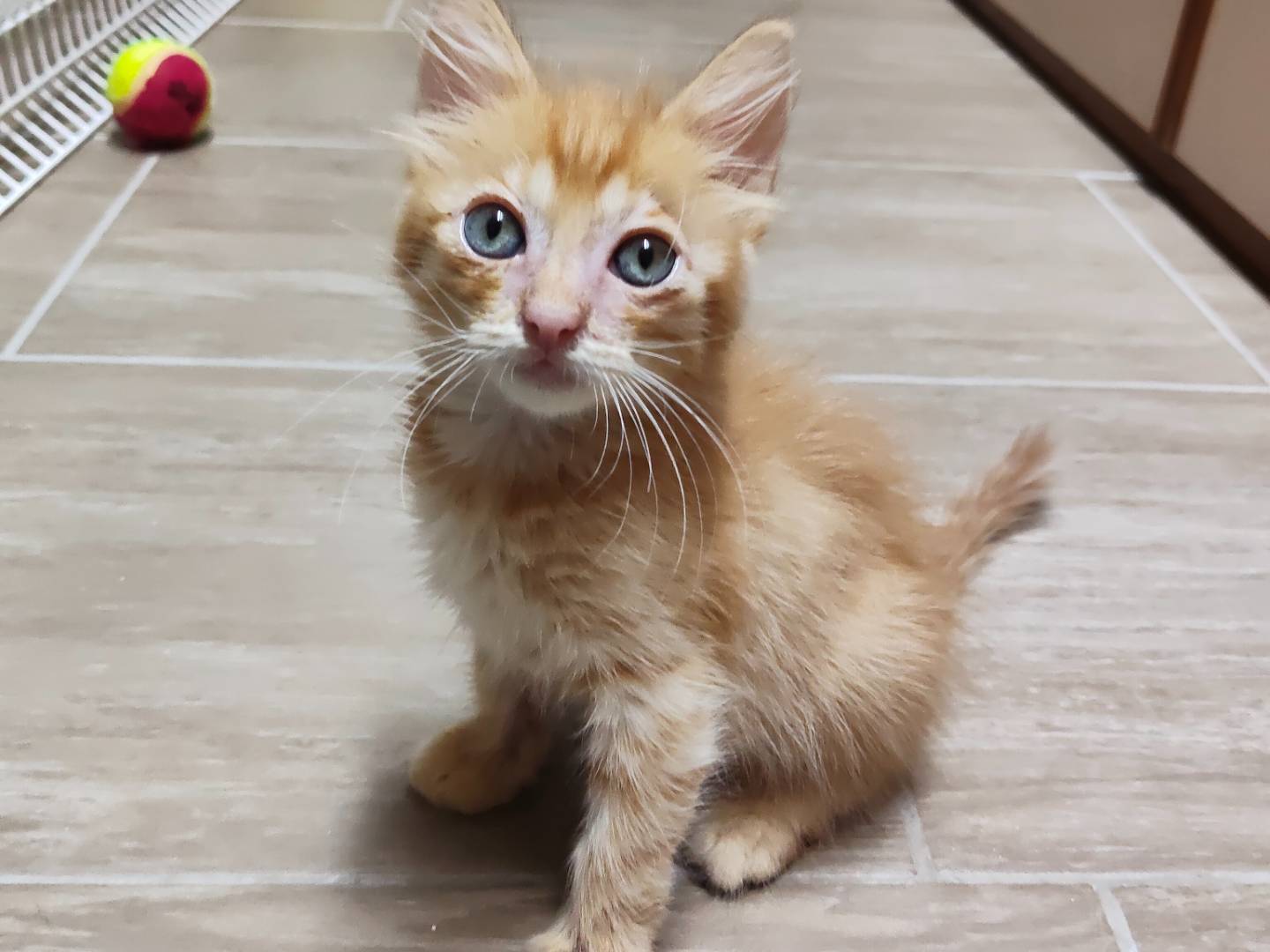 Adotta un gatto, taglia non valida, maschio, Monza