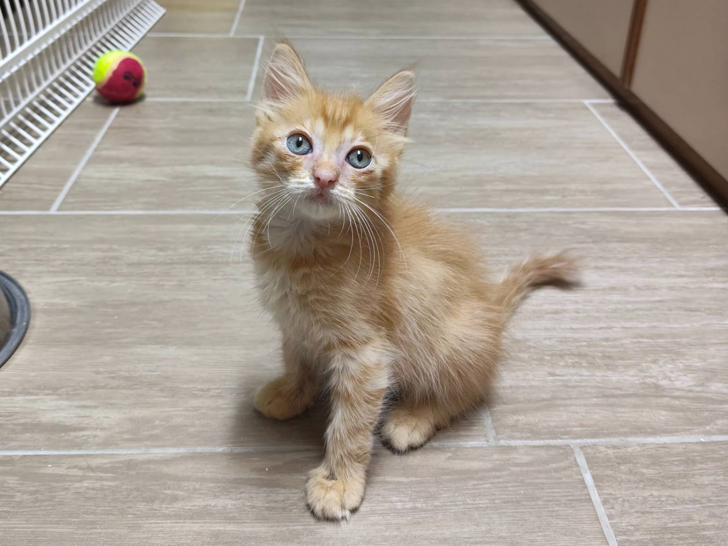 Vuoi adottare un gatto a Monza?