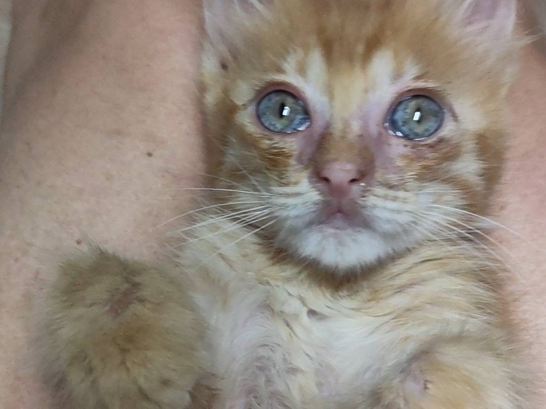Adotta il gatto Léon  a Monza