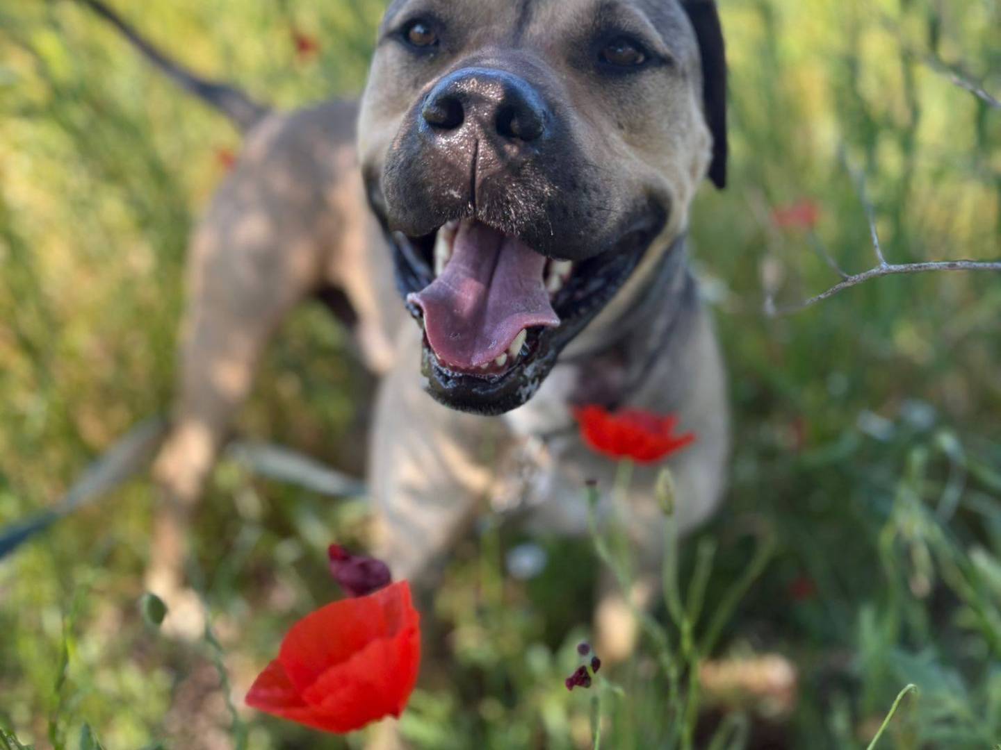Adotta un cane, maschio, 2 anni e 7 mesi, Bari