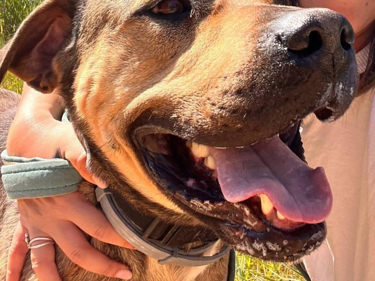 Adozione cane, maschio, Razza sconosciuta Razza sconosciuta, 2 anni e 7 mesi, taglia grande, Bari