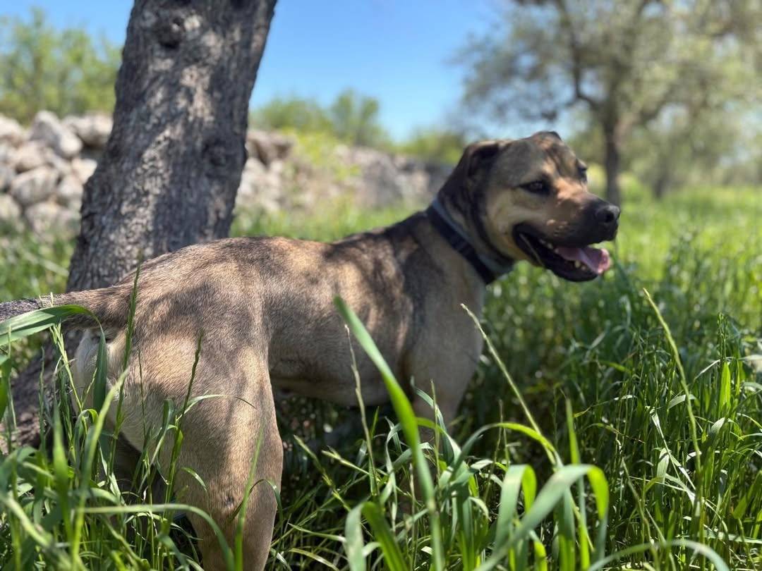 Adotta un cane, taglia grande, maschio, Bari