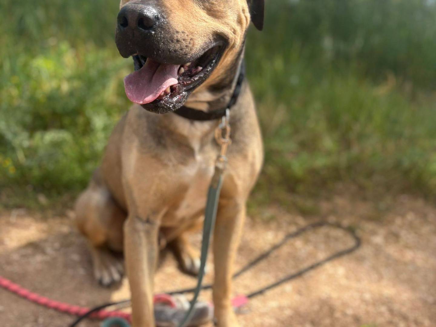 Vuoi adottare un cane a Bari?