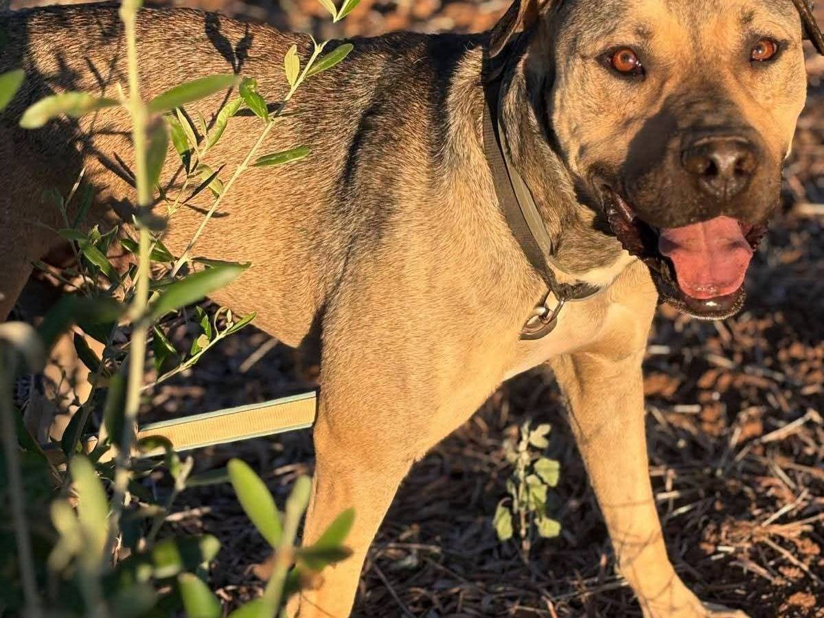 Adotta il cane Bobby a Bari