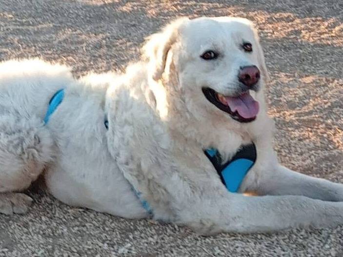 Vuoi adottare un cane a Bari?