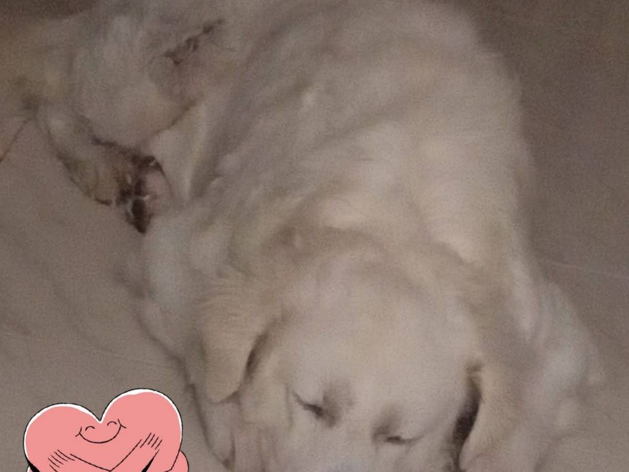 Adotta il cane Fatima a Bari