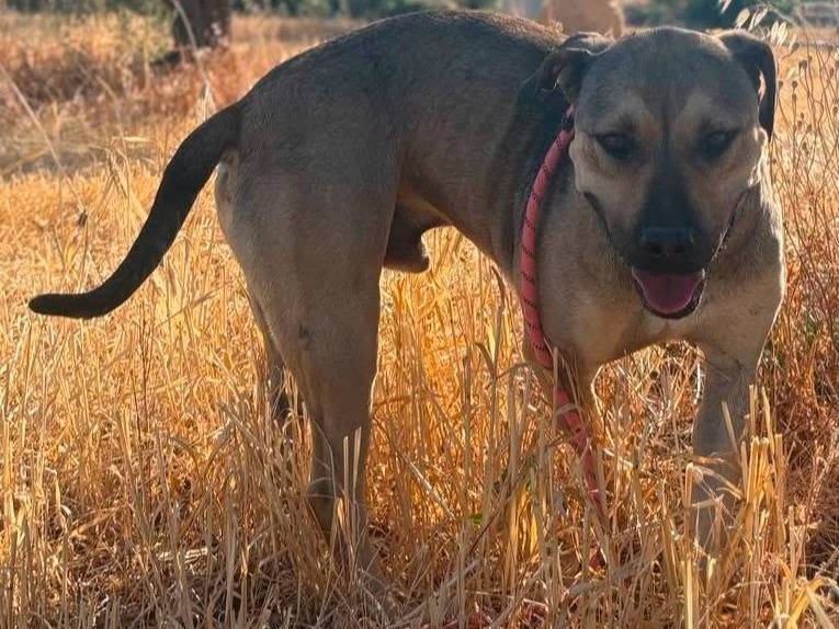 Adozione cane, maschio, Razza sconosciuta Razza sconosciuta, 3 anni e 5 mesi, taglia grande, Bari