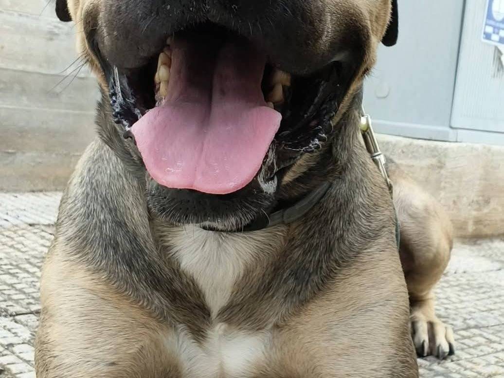Adotta un cane, taglia grande, maschio, Bari