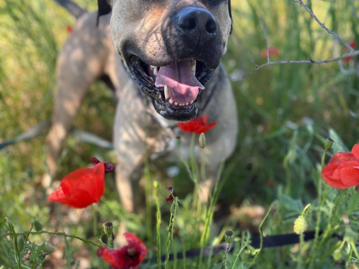 Adotta il cane Bobby a Bari