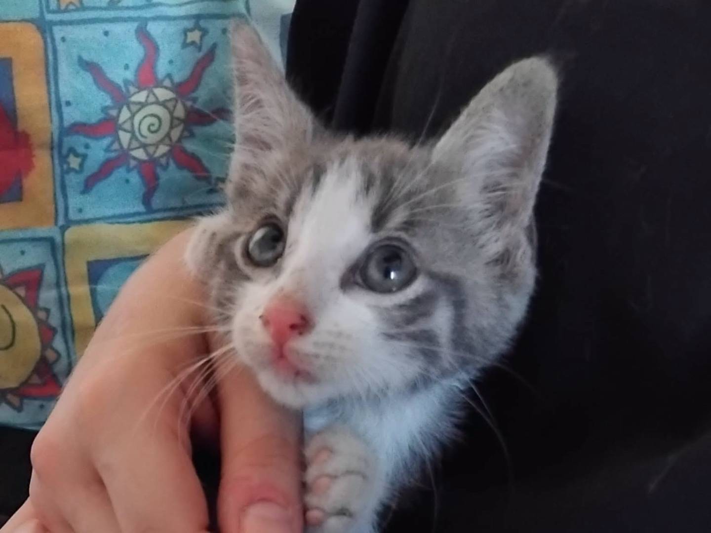Adozione gatto, maschio, Razza sconosciuta Razza sconosciuta, 2 mesi, taglia non valida, Brescia