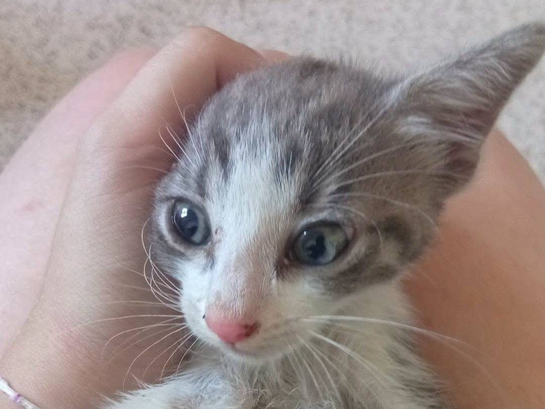 Adotta un gatto, maschio, 2 mesi, Brescia