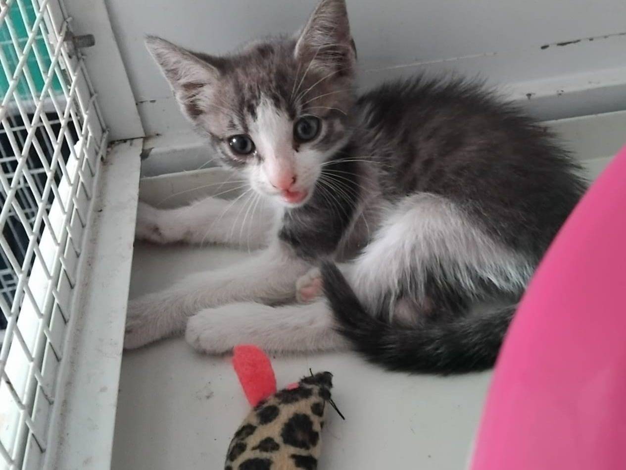 Vuoi adottare un gatto a Brescia?
