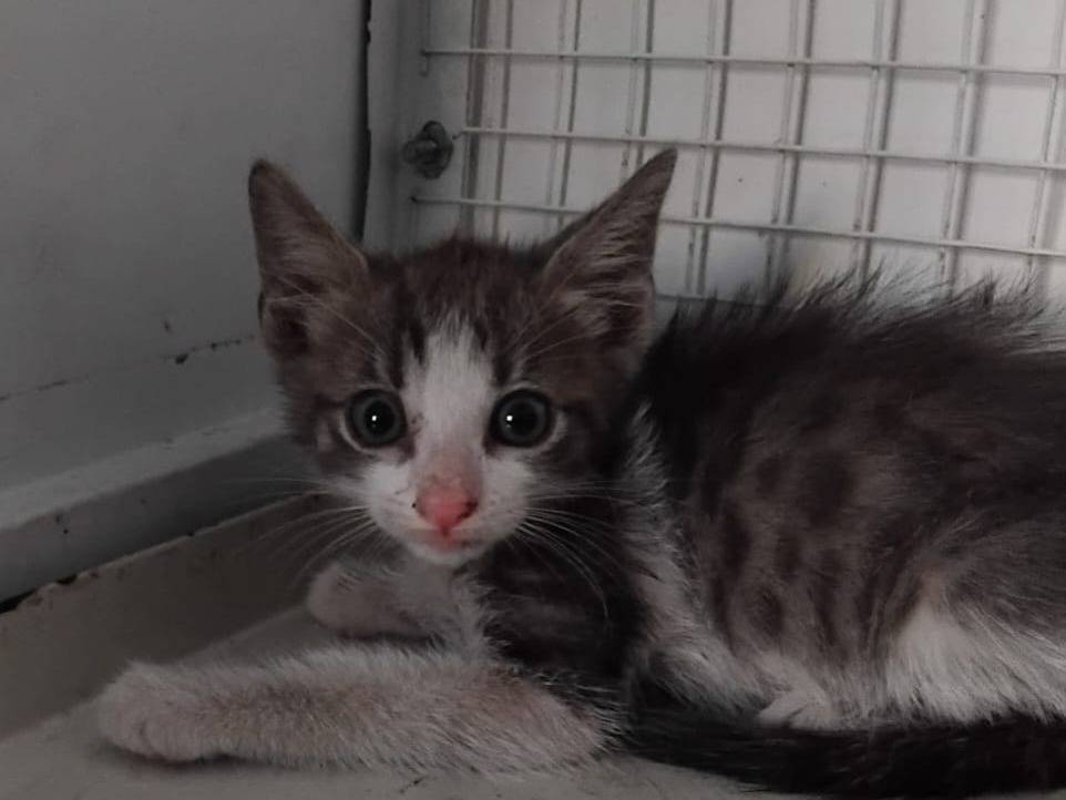 Adotta il gatto Cenerino a Brescia