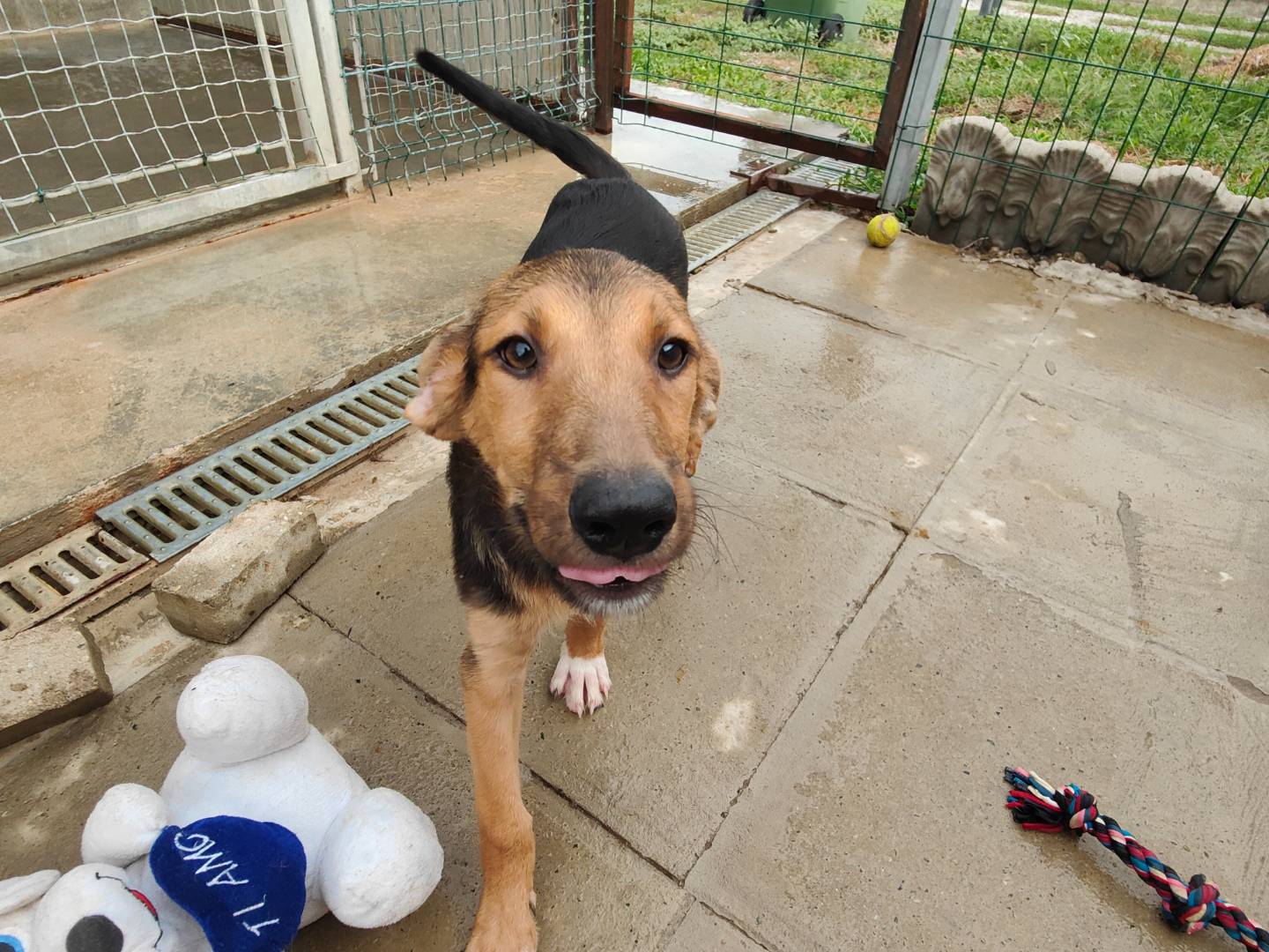 Adozione cane, femmina, Razza sconosciuta Razza sconosciuta, 4 mesi, taglia media, Cuneo