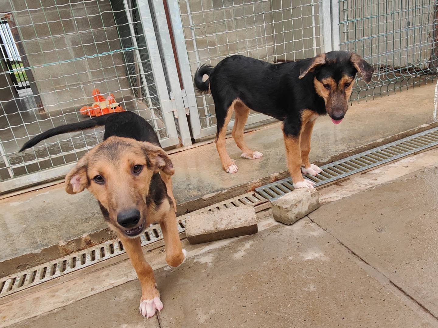 Adotta un cane, femmina, 4 mesi, Cuneo