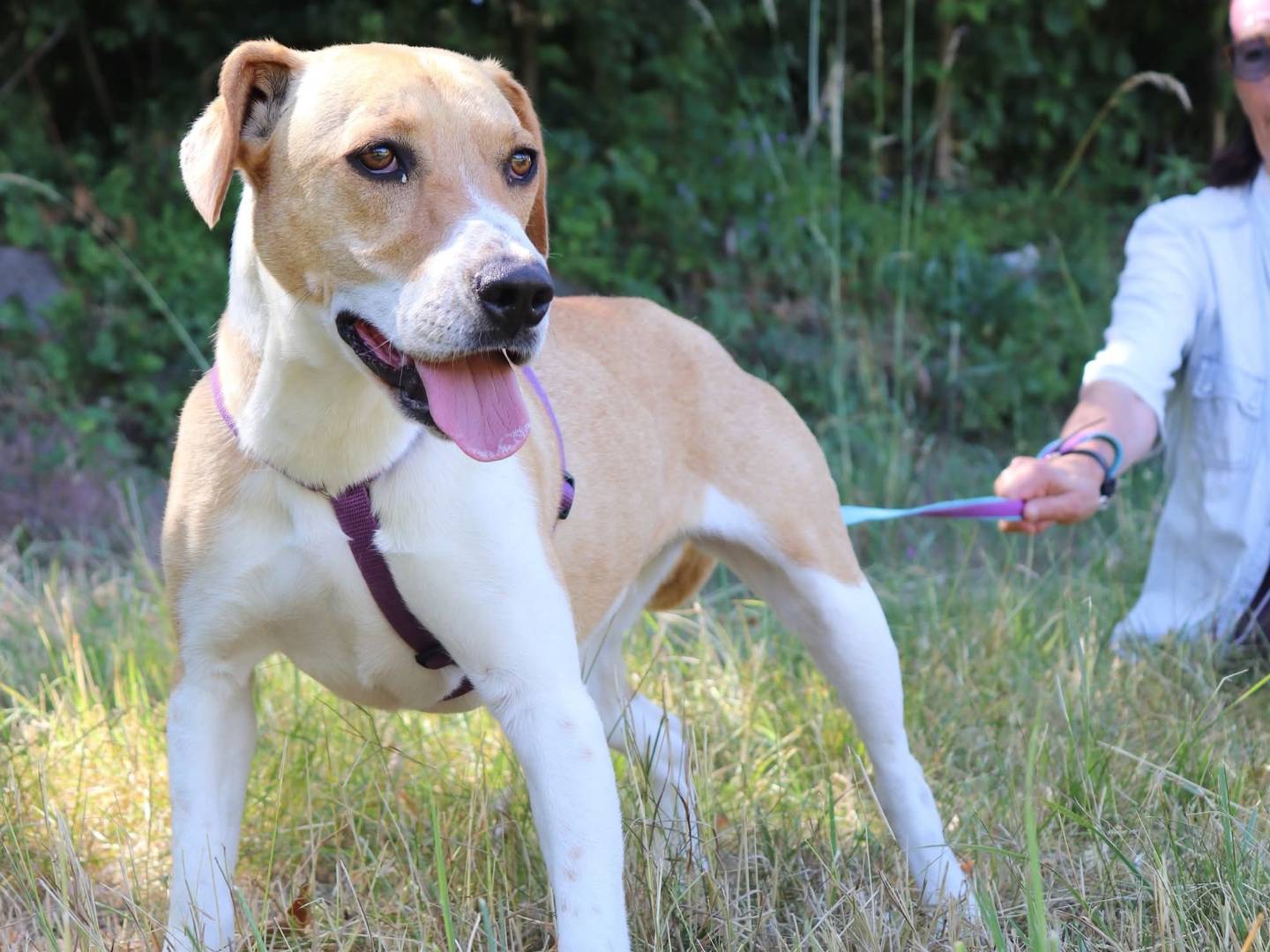 Adozione cane, femmina, Razza sconosciuta Razza sconosciuta, 2 anni e 6 mesi, taglia media, Cuneo