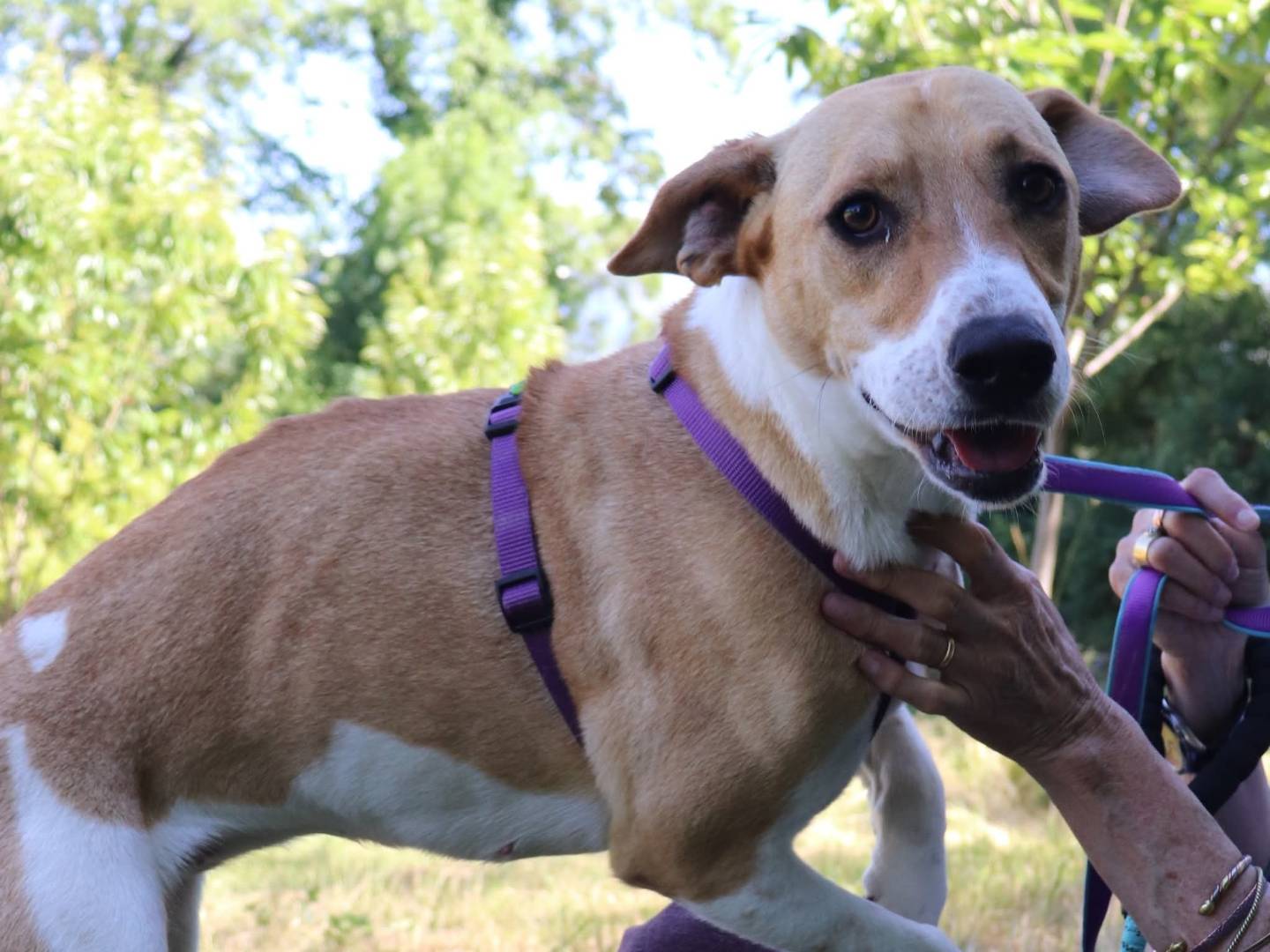 Adotta un cane, femmina, 2 anni e 6 mesi, Cuneo