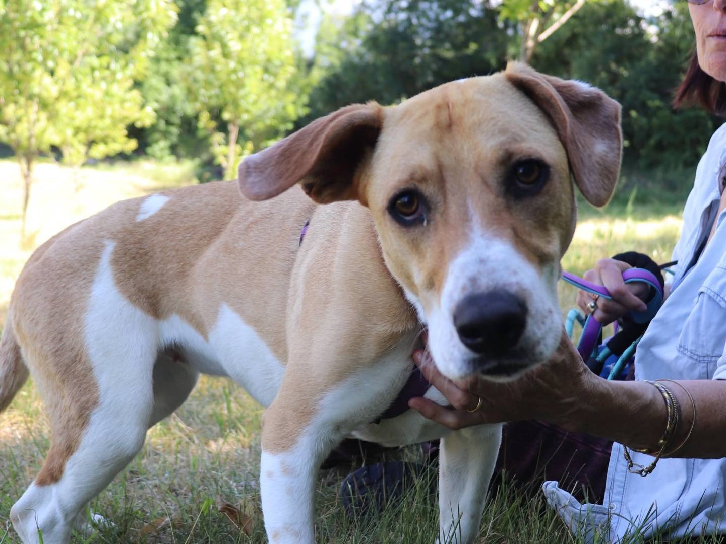 Adotta un cane, taglia media, femmina, Cuneo