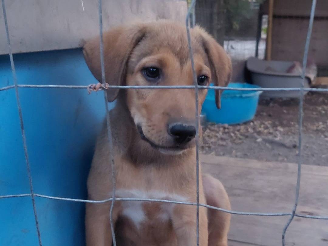 Adozione cane, femmina, Razza sconosciuta Razza sconosciuta, 3 mesi, taglia media contenuta, Ragusa