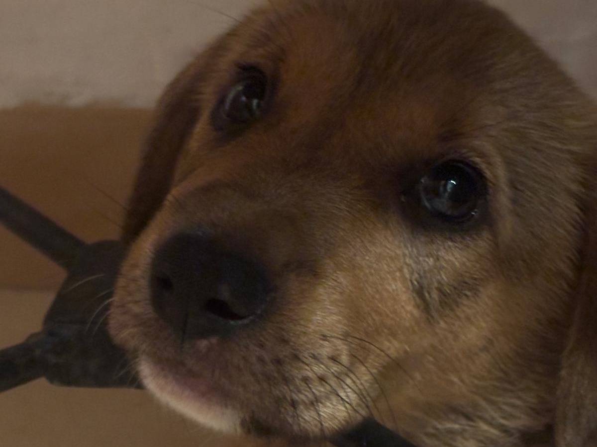 Adotta un cane, femmina, 3 mesi, Ragusa