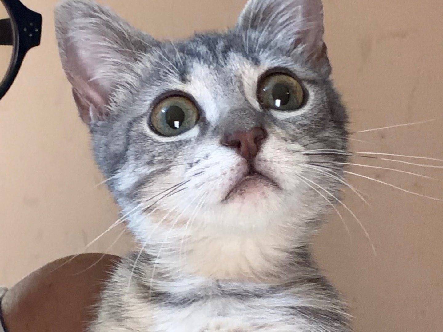 Adotta un gatto, femmina, 3 mesi, Milano