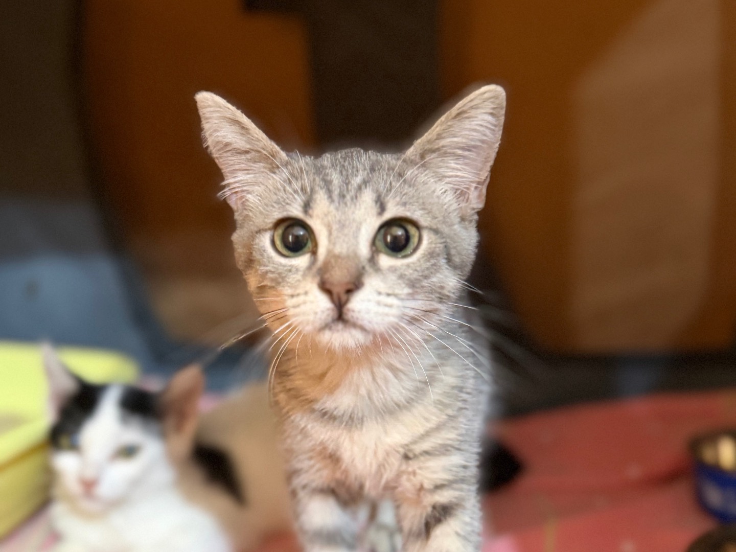 Adozione gatto, femmina, Razza sconosciuta Razza sconosciuta, 3 mesi, taglia non valida, Milano