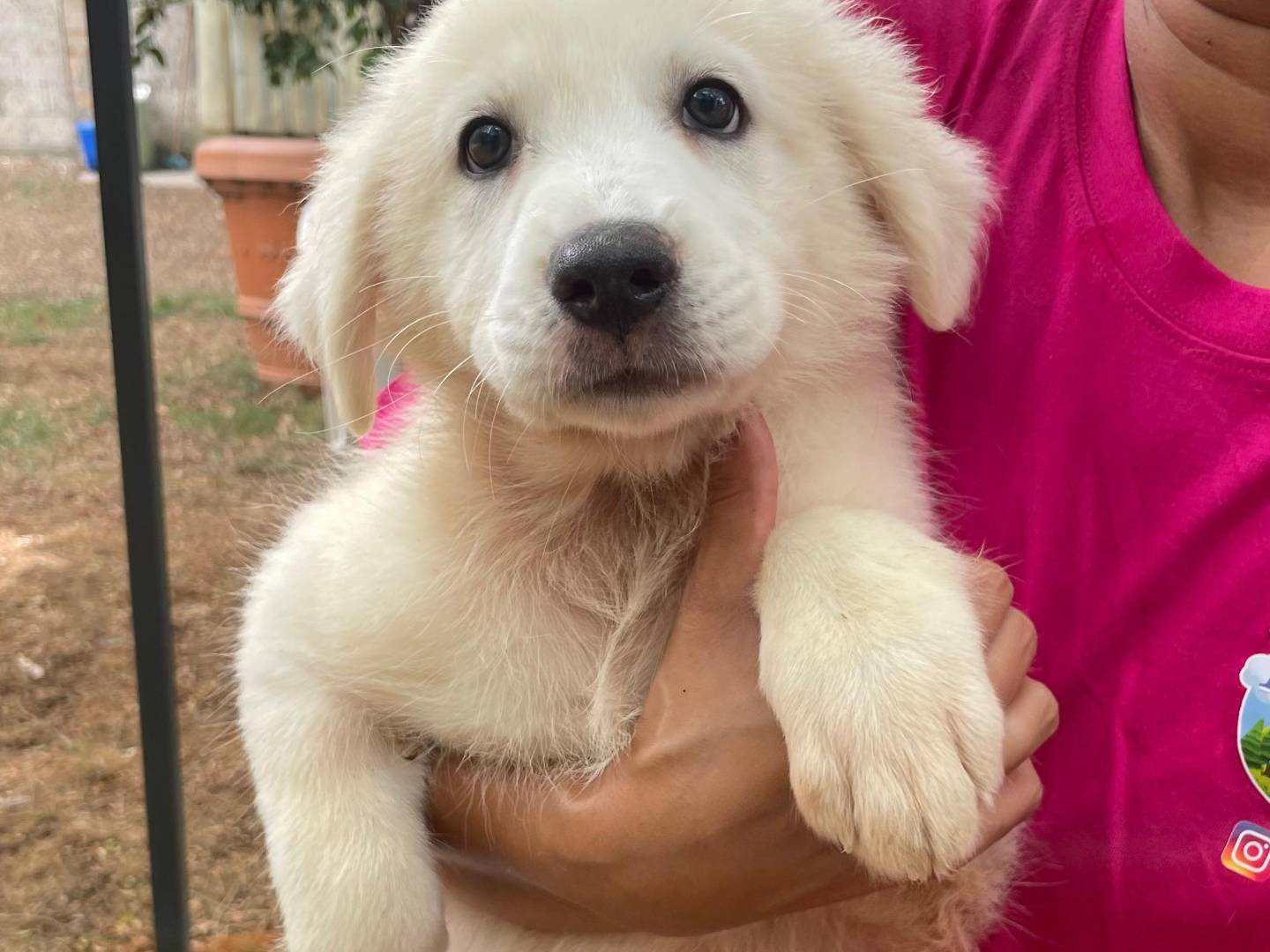 Adozione cane, femmina, Razza sconosciuta Razza sconosciuta, 5 mesi, taglia grande, Latina