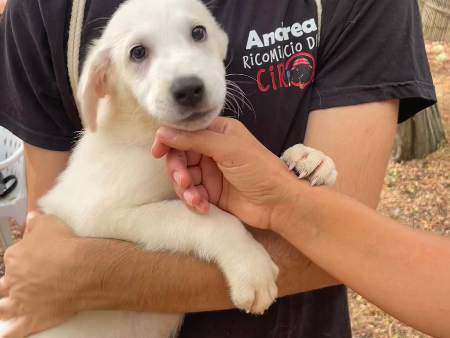 Adozione cane, maschio, Razza sconosciuta Razza sconosciuta, 5 mesi, taglia grande, Latina