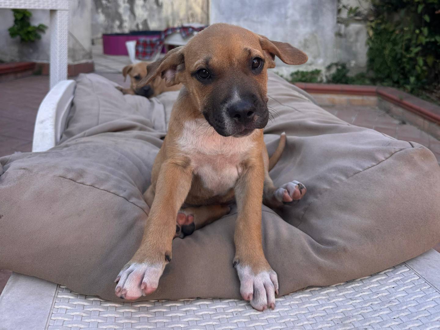 Adozione cane, femmina, Amstaff Pitbull, 5 mesi, taglia media contenuta, Napoli
