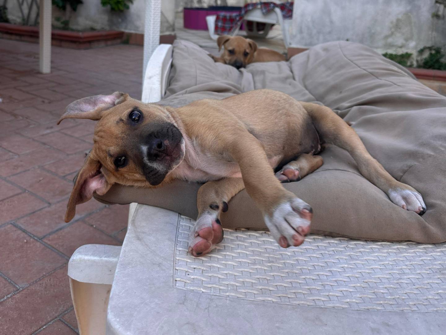 Adotta un cane, femmina, 5 mesi, Napoli