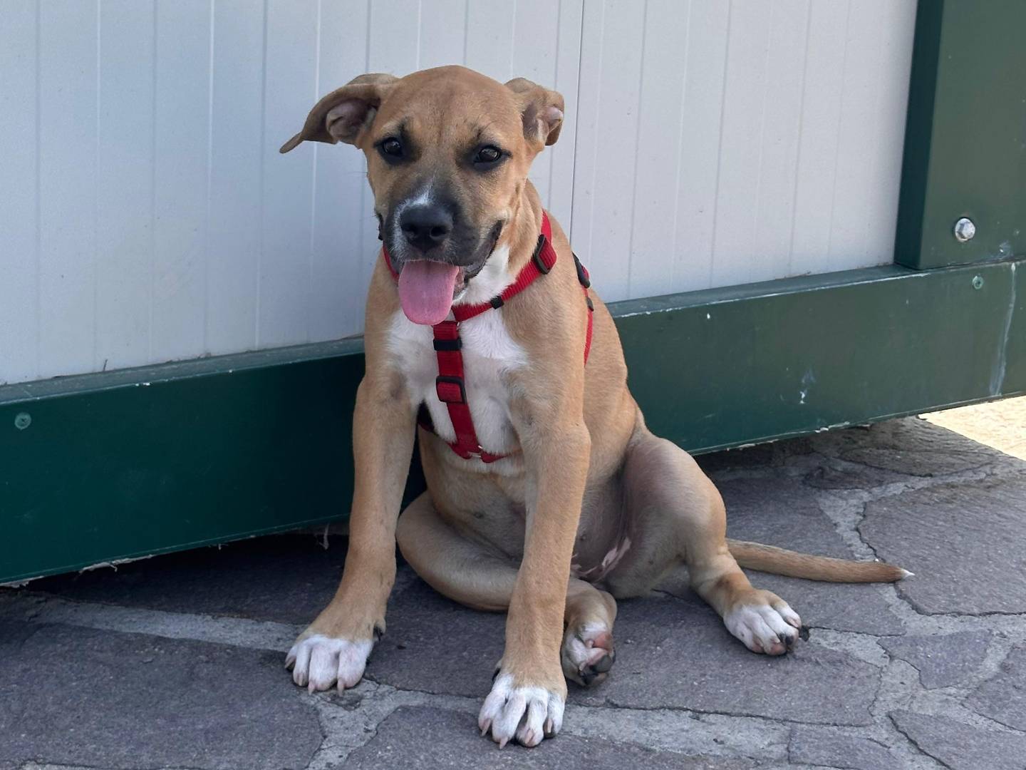 Adotta un cane, taglia media contenuta, femmina, Napoli