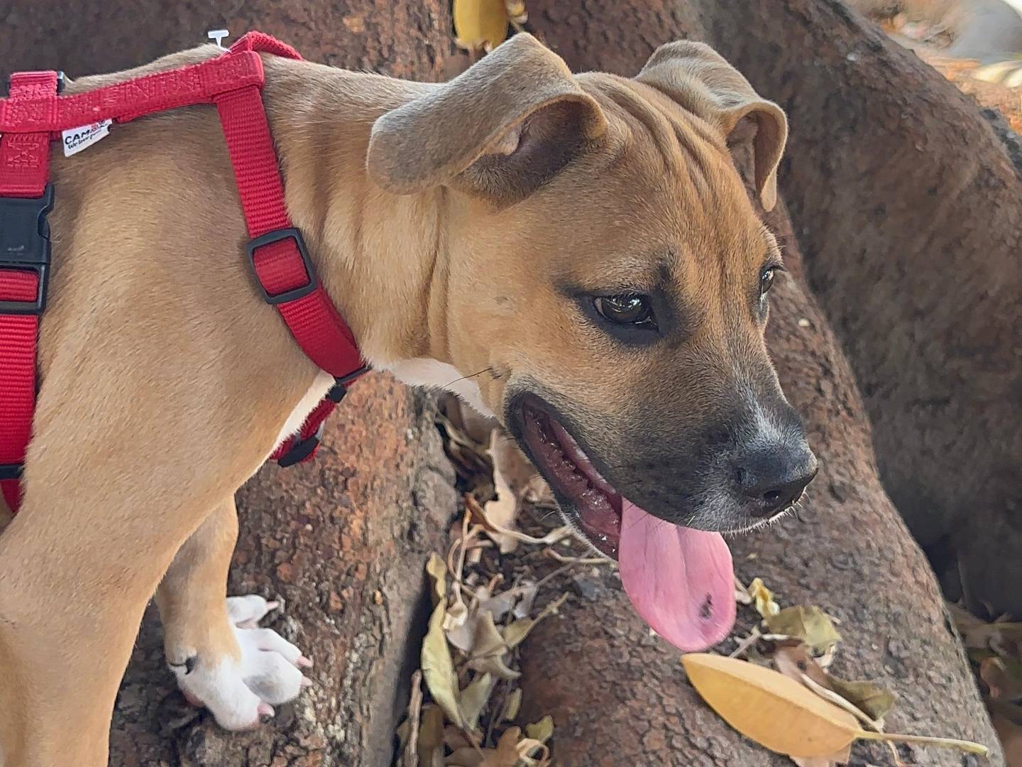 Vuoi adottare un cane a Napoli?