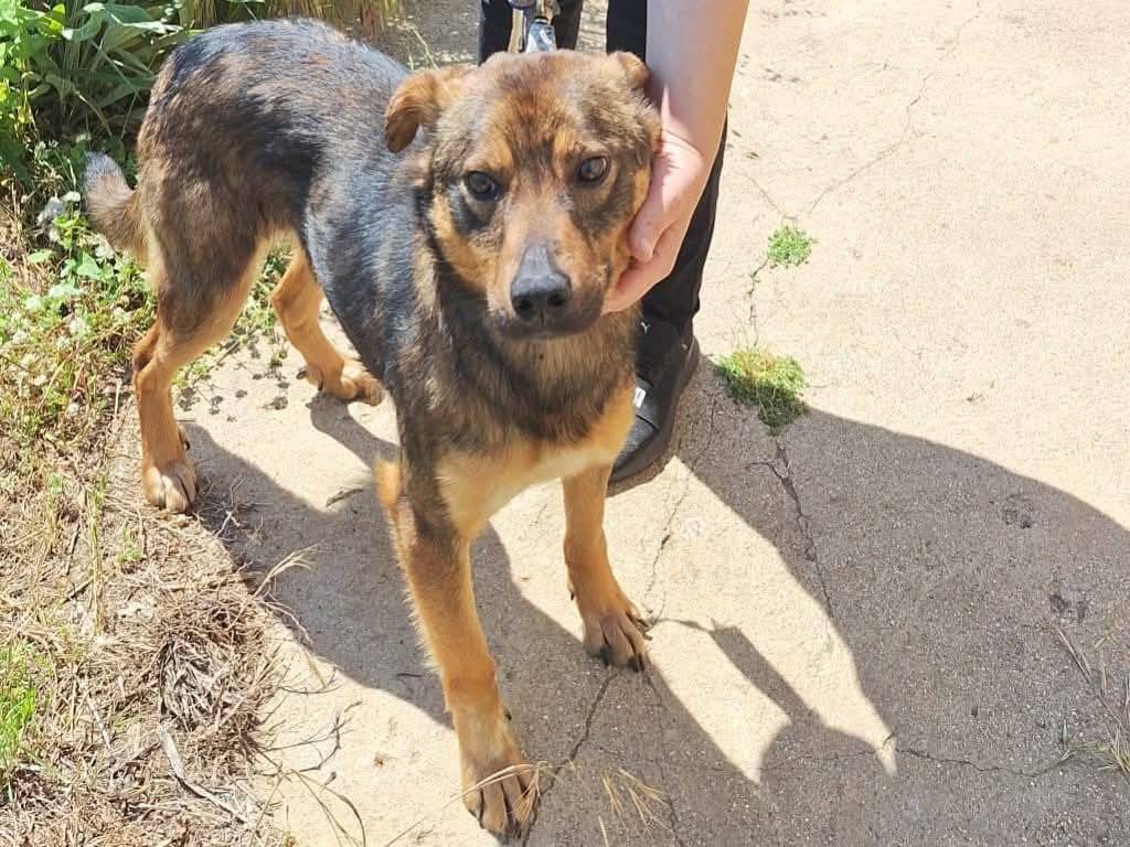 Adozione cane, maschio, Razza sconosciuta Razza sconosciuta, 2 anni, taglia media, Catanzaro