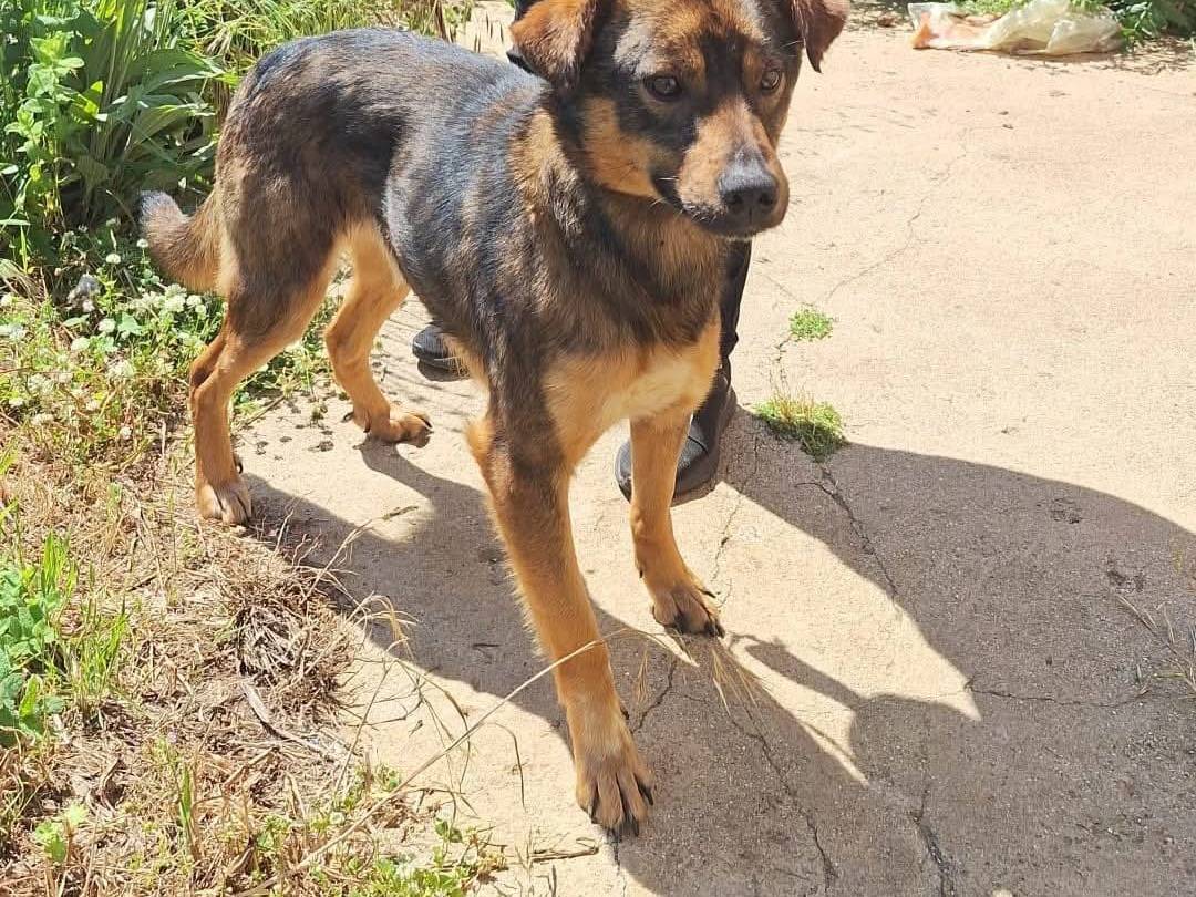 Adotta un cane, maschio, 2 anni, Catanzaro