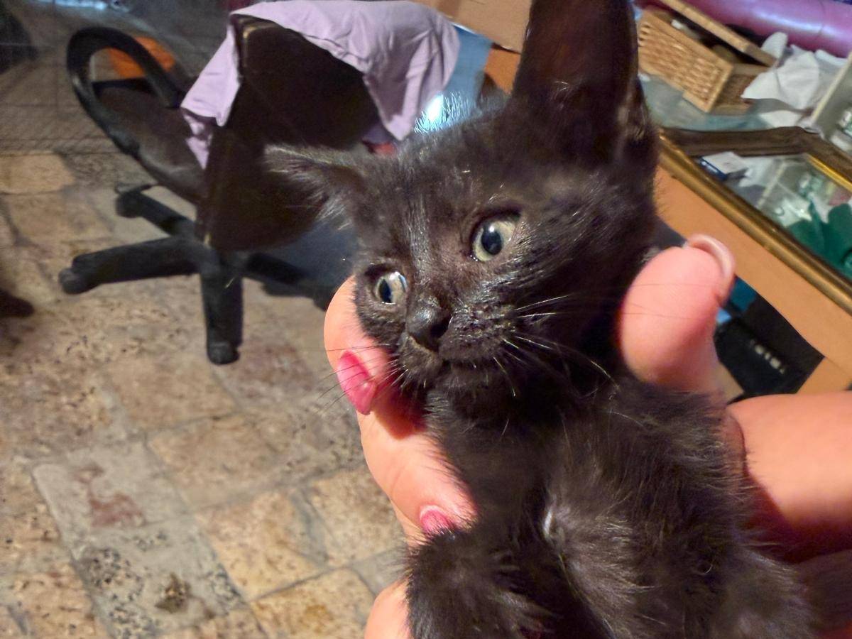 Adozione gatto, maschio, Razza sconosciuta Razza sconosciuta, 2 mesi, taglia non valida, Latina