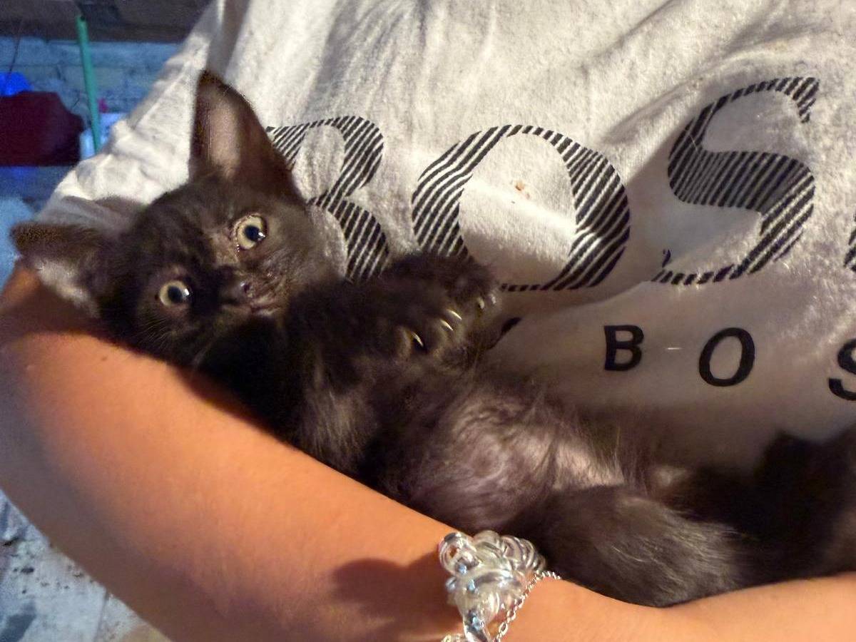 Adotta un gatto, maschio, 2 mesi, Latina