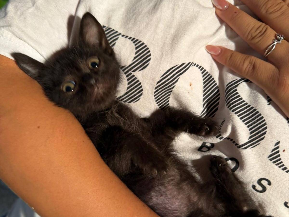 Adotta un gatto, taglia non valida, maschio, Latina