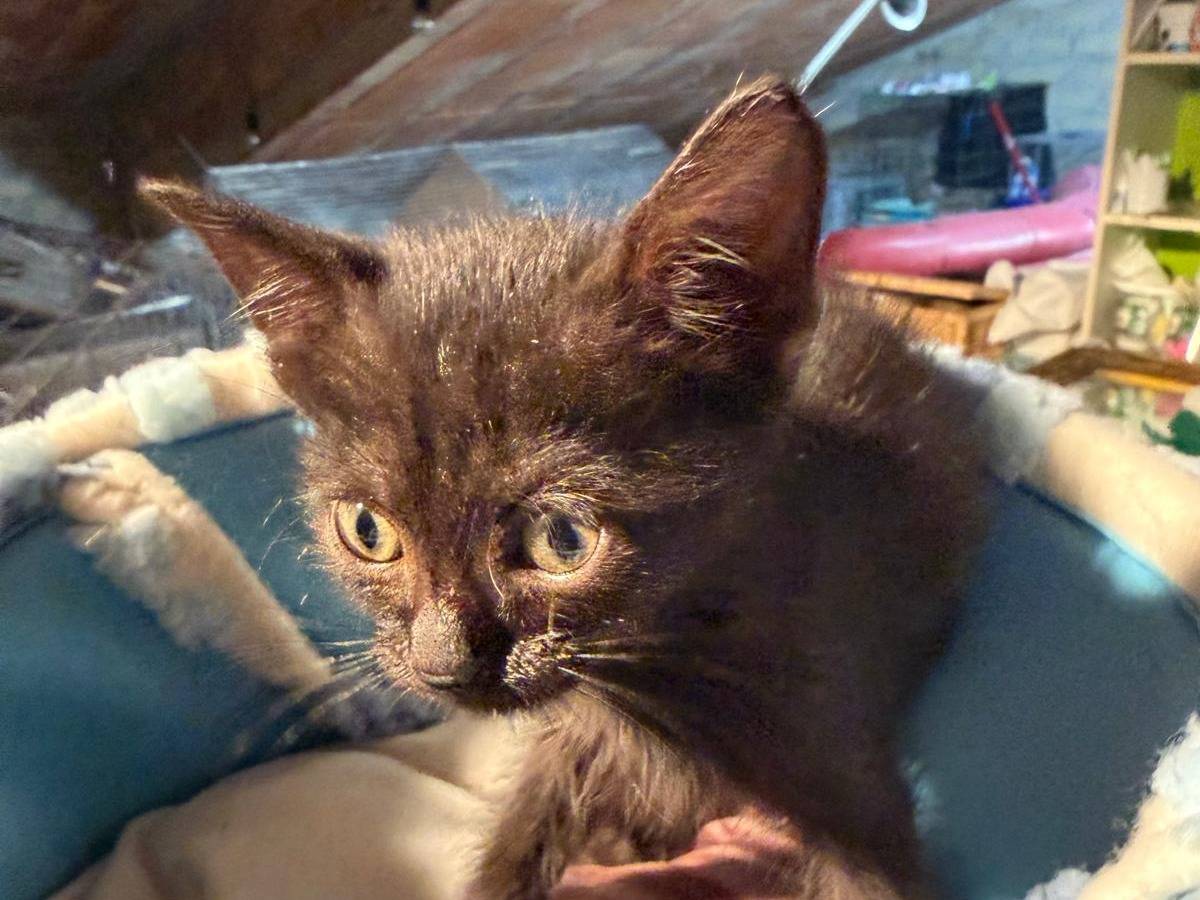 Vuoi adottare un gatto a Latina?