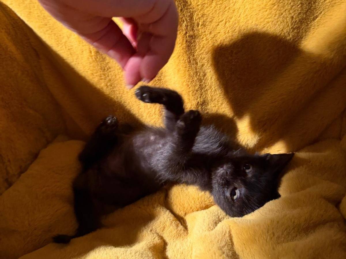 Adotta il gatto TOST a Latina