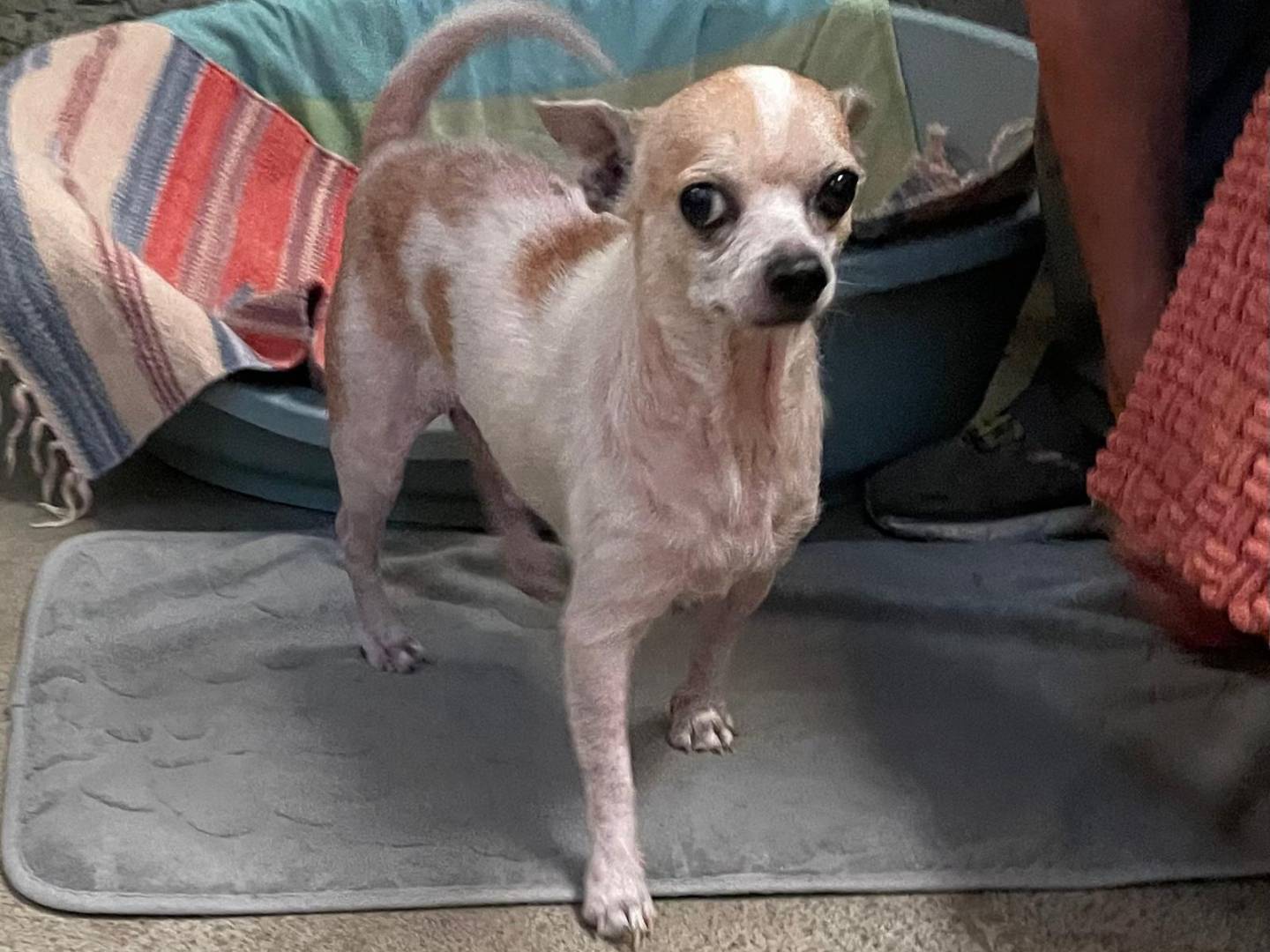 Adozione cane, maschio, Chihuahua Razza sconosciuta, 6 anni e 2 mesi, taglia piccola, Milano