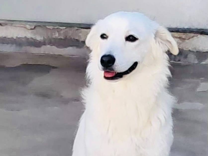 Adozione cane, femmina, Razza sconosciuta Razza sconosciuta, 1 anno, taglia media contenuta, Agrigento