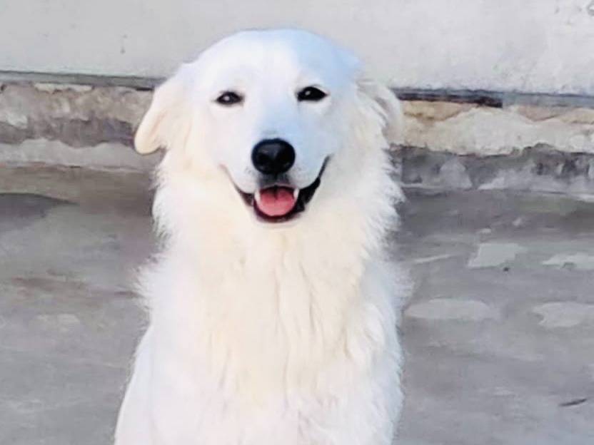 Adotta un cane, femmina, 1 anno, Agrigento