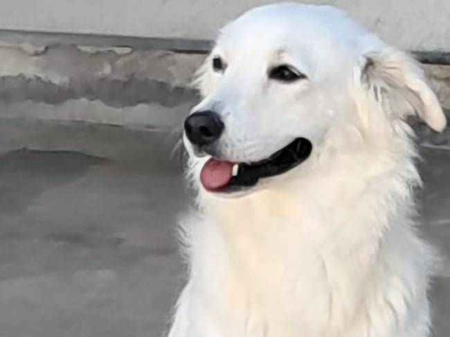 Adotta un cane, taglia media contenuta, femmina, Agrigento
