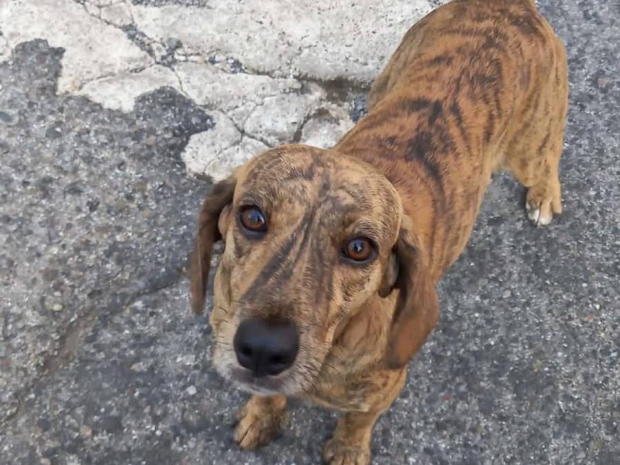 Adozione cane, femmina, Segugio Razza sconosciuta, 1 anno e 2 mesi, taglia media contenuta, Nuoro