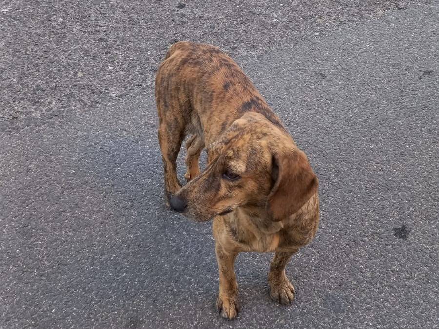 Adotta un cane, femmina, 1 anno e 2 mesi, Nuoro