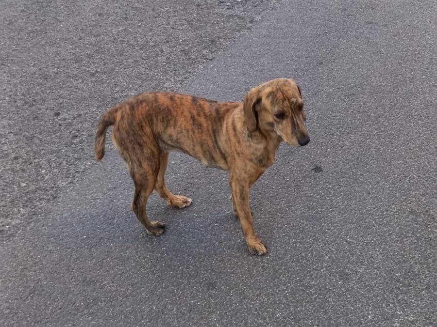 Adotta un cane, taglia media contenuta, femmina, Nuoro