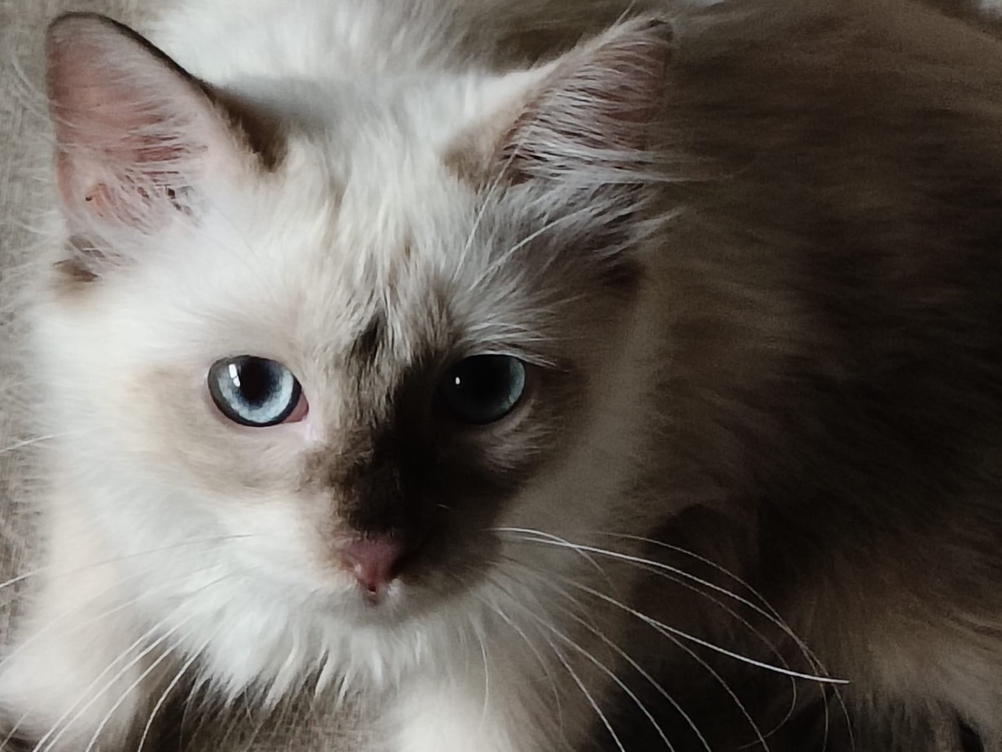 Adozione gatto, femmina, Razza sconosciuta Razza sconosciuta, 6 mesi, taglia non valida, Crotone